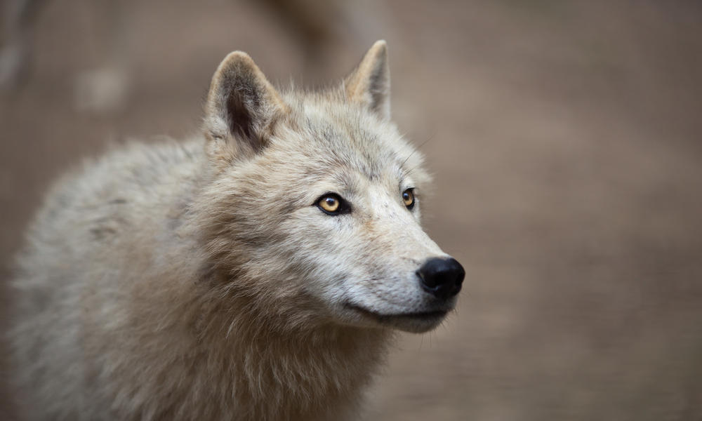 arctic wolf