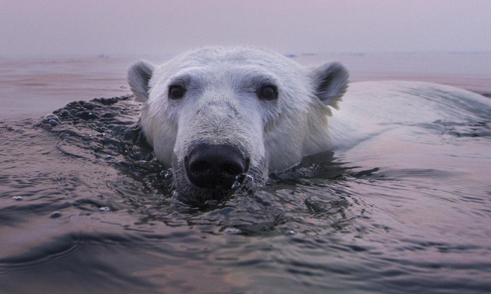 polar bear swimming