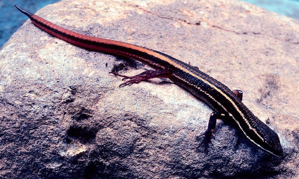 new amazon lizard