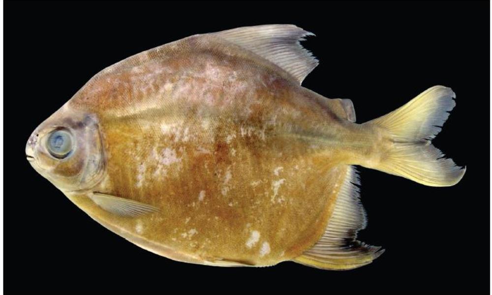 new amazon fish