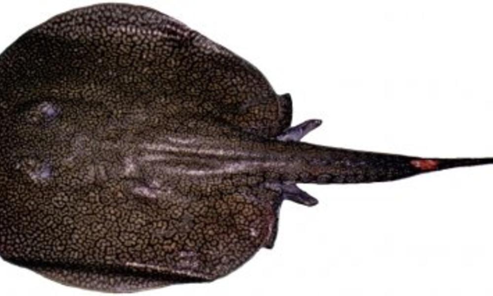 new amazon species