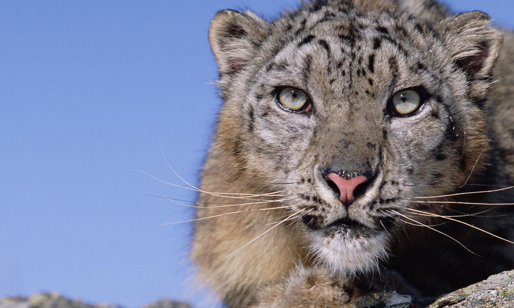 Snow Leopard_257679 | Photos | WWF