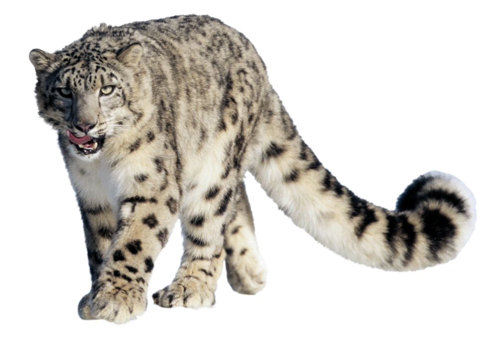 snow leopard warmie