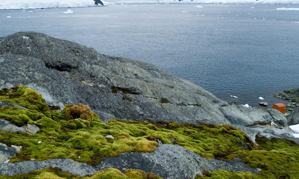 antartica land and ice