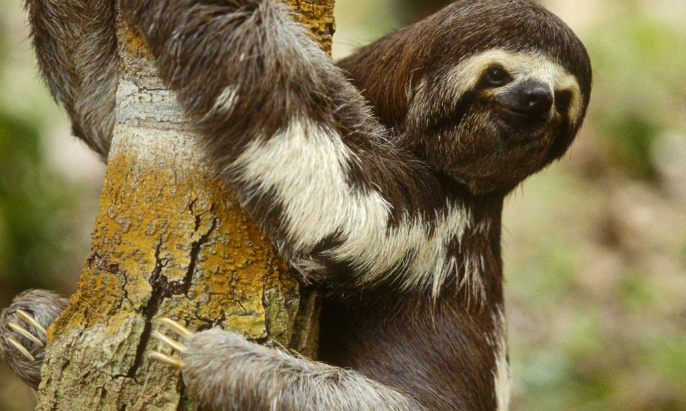 Why Sloths Move Slow