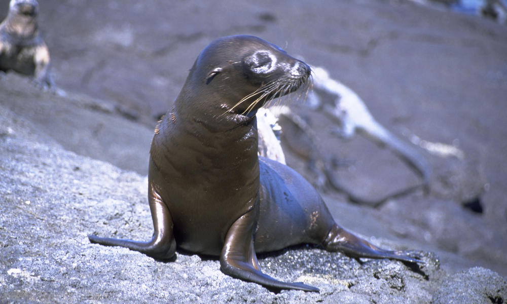 sea-lion-why-matter-07172012-HI_105539.jpg | Photos | WWF