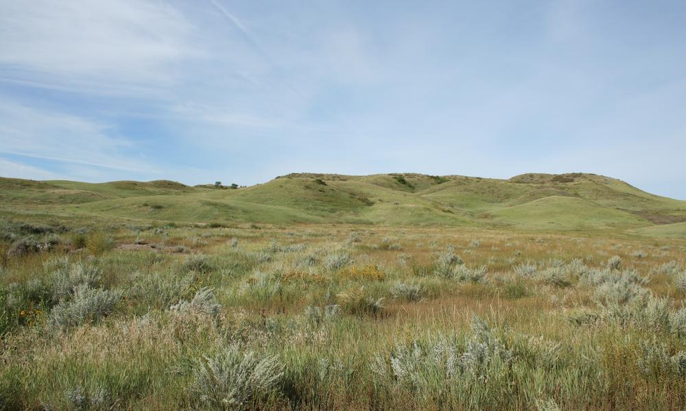 greener grasslands