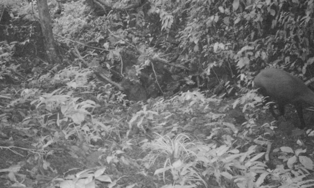 Saola Rediscovered: Rare Photos Of Elusive Species From Vietnam 