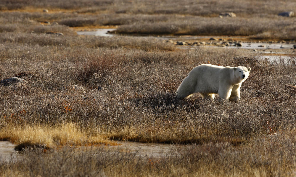 https://c402277.ssl.cf1.rackcdn.com/photos/5636/images/story_full_width/Polar_Bear_3.jpg?1384373930