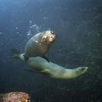 Sea Lion