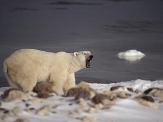polar bear in Churchill