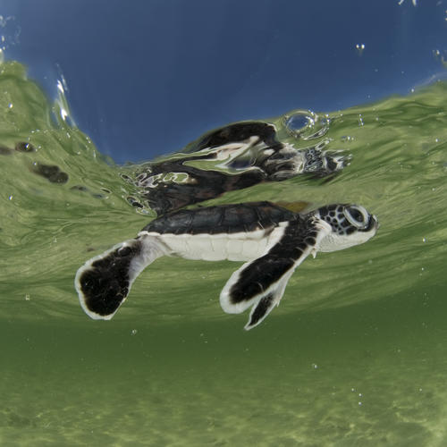 baby sea turtle in shallow water