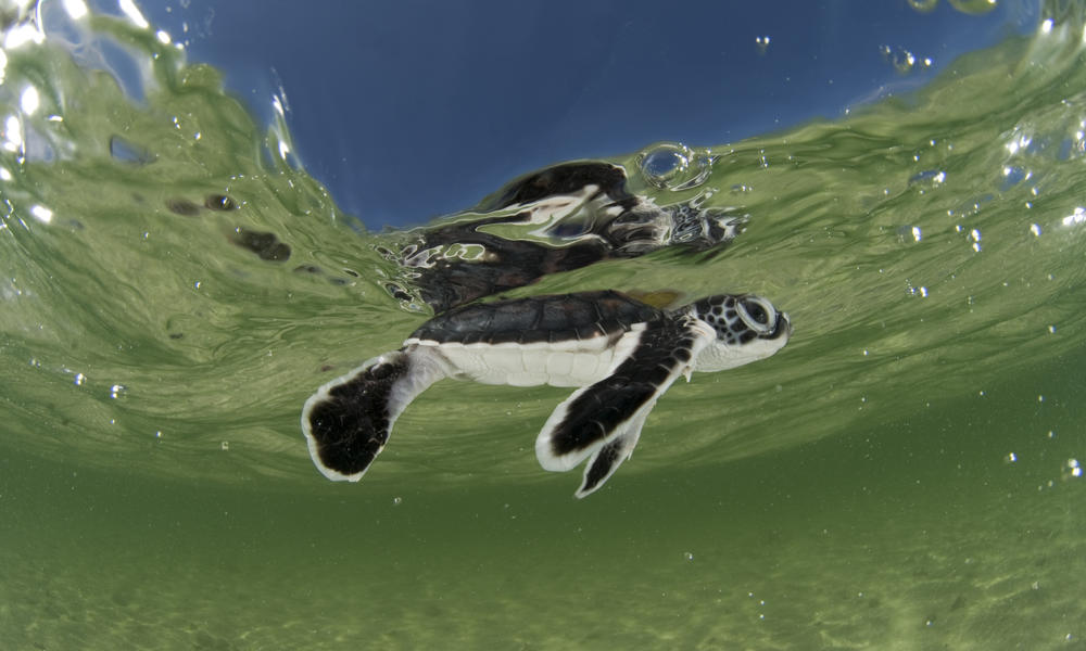 How long do green sea turtles live?