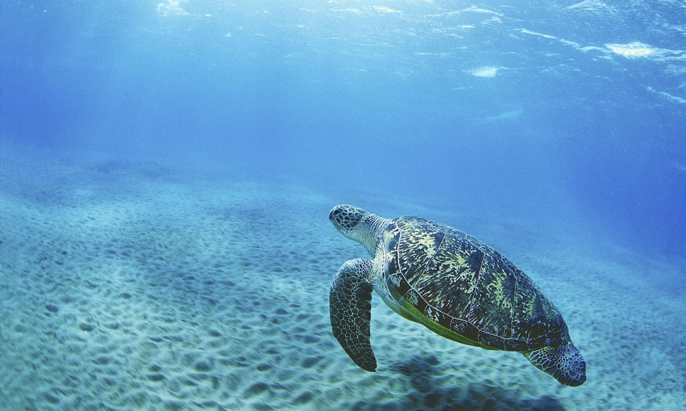 How long do sea turtles live? And other sea turtles facts