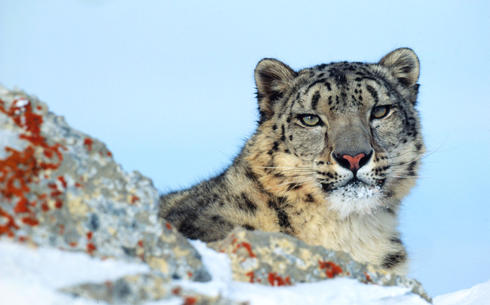 Snow leopard