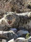 Snow leopard caught before collaring in Nepal