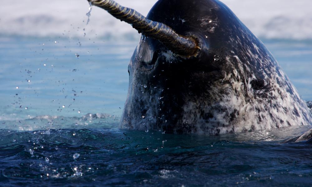 narwhal out of water