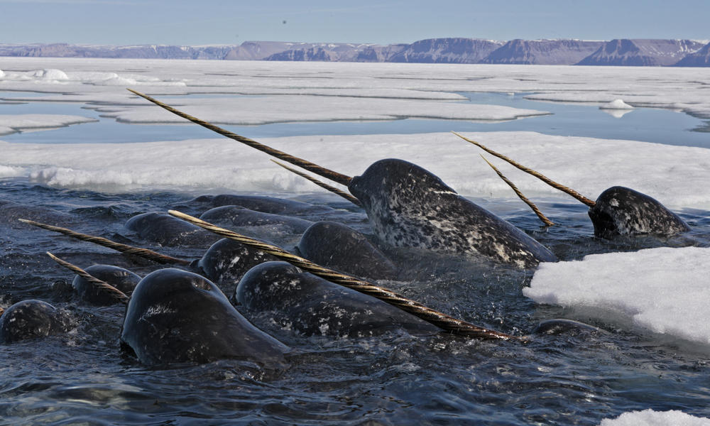 Narwhal, Unicorn Dari Laut, Species Paus Yang Baru Ditemukan 2017