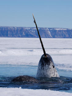 Narwhal rising up