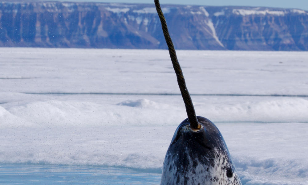 Hi 232822 paul nicklen national geographic stock wwfcanada