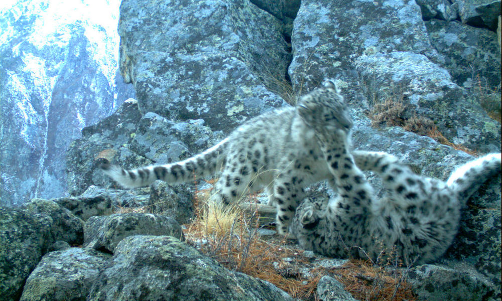 snow leopard cubs