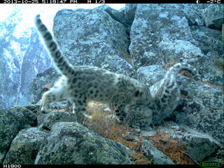 snow leopard cubs