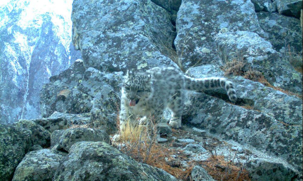 snow leopard cubs