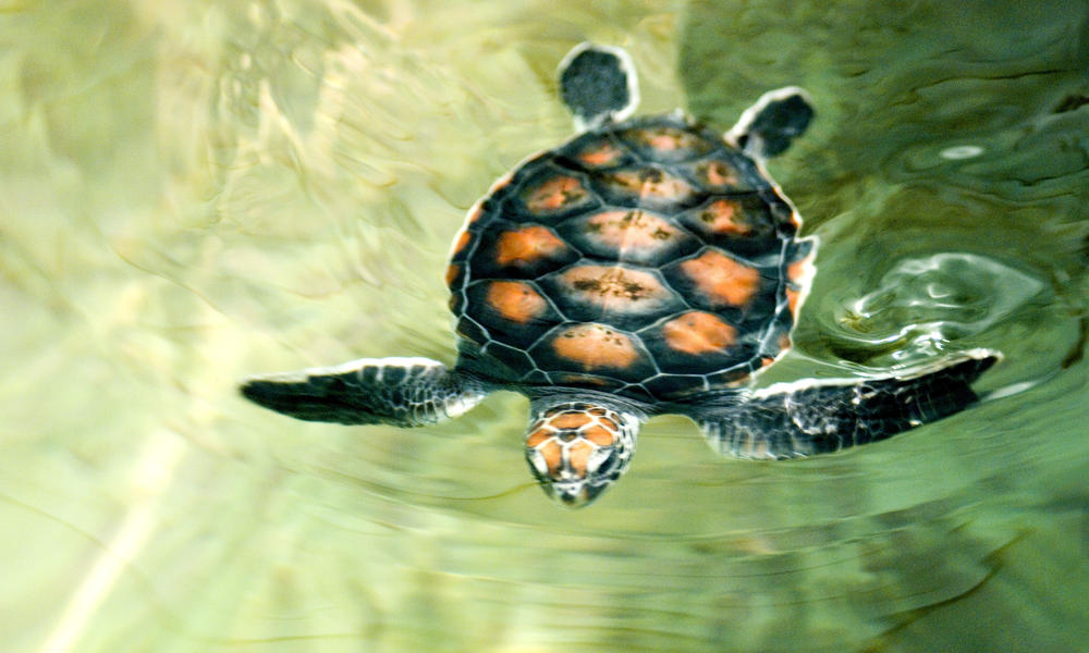 flatback swimming