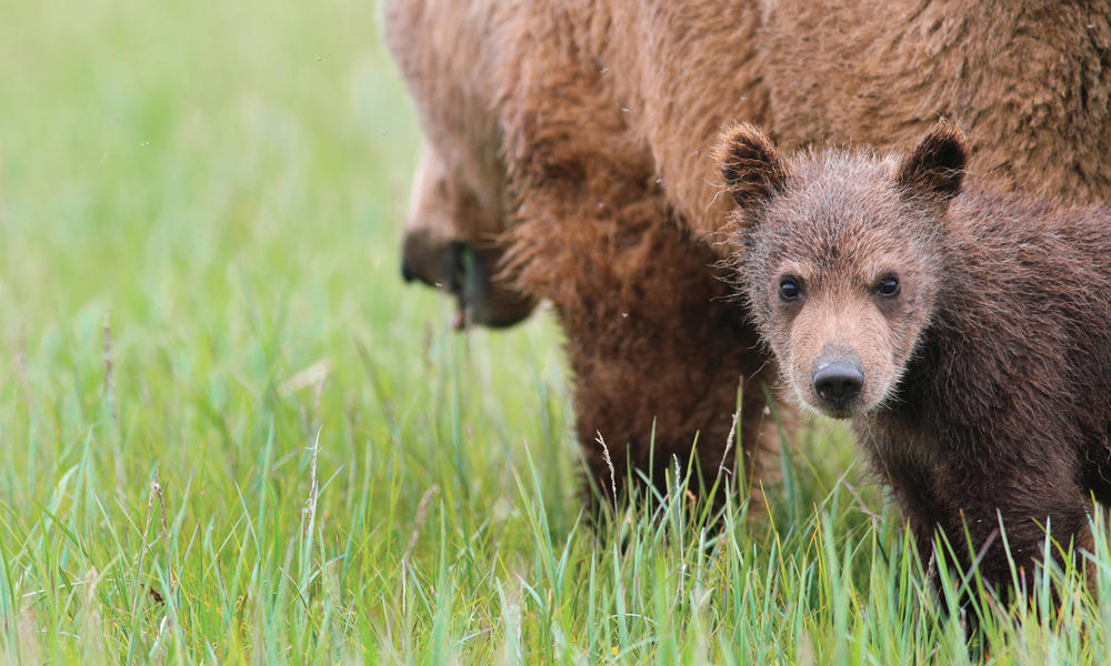 grizzly cub