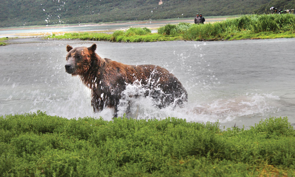 grizzly splash