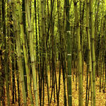 Bamboo