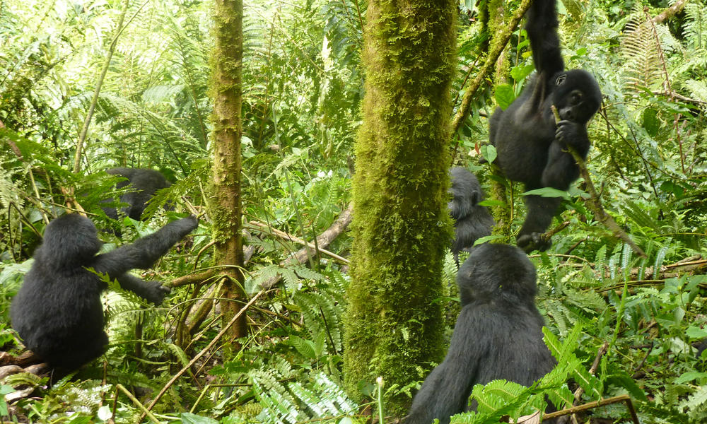 Uganda Gorilla Safaris | Tours | WWF