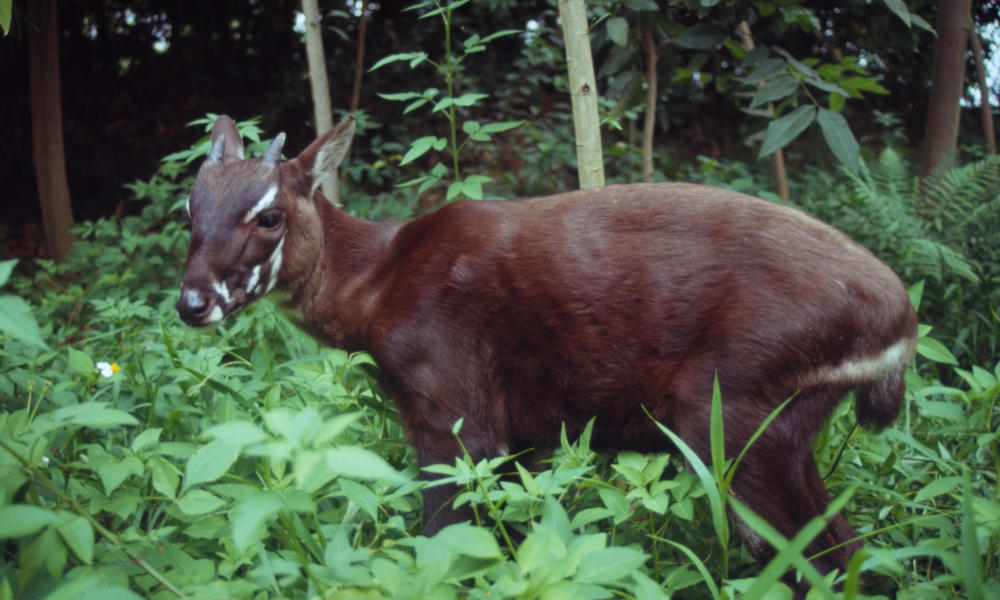 saola-photos-wwf