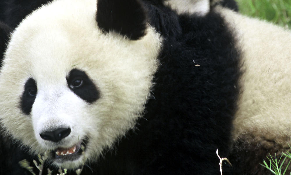 Pandas