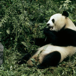 Species Spotlight: Giant Panda | Pages | WWF