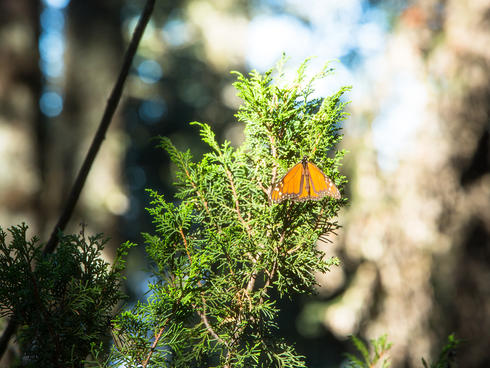 monarch on branch