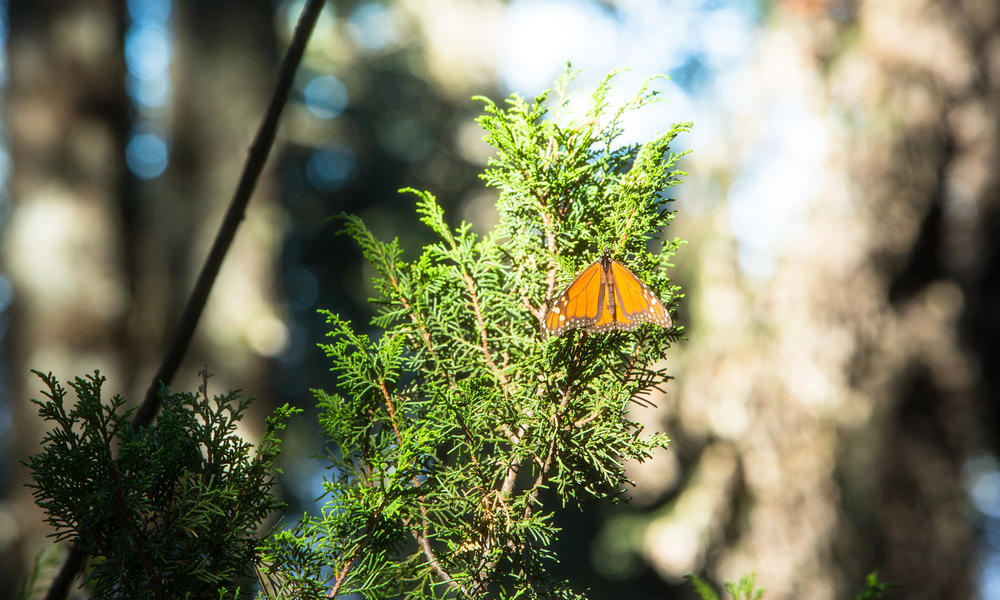 monarch on branch