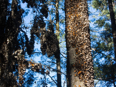 monarch in trees