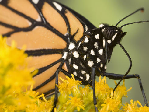 monarch up close