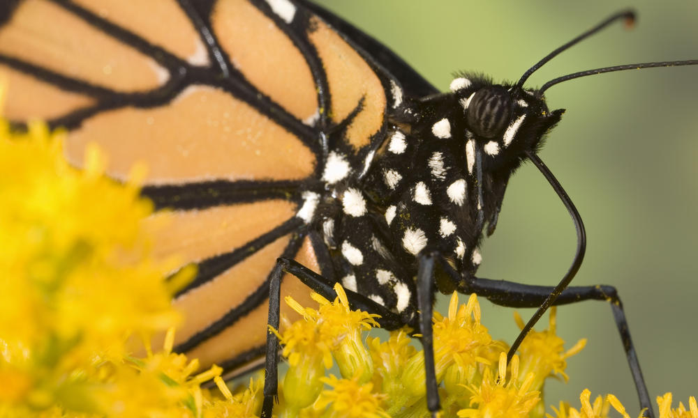 monarch up close