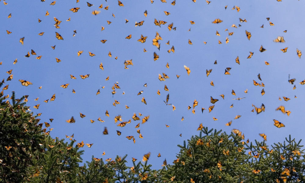 monarchs in sky