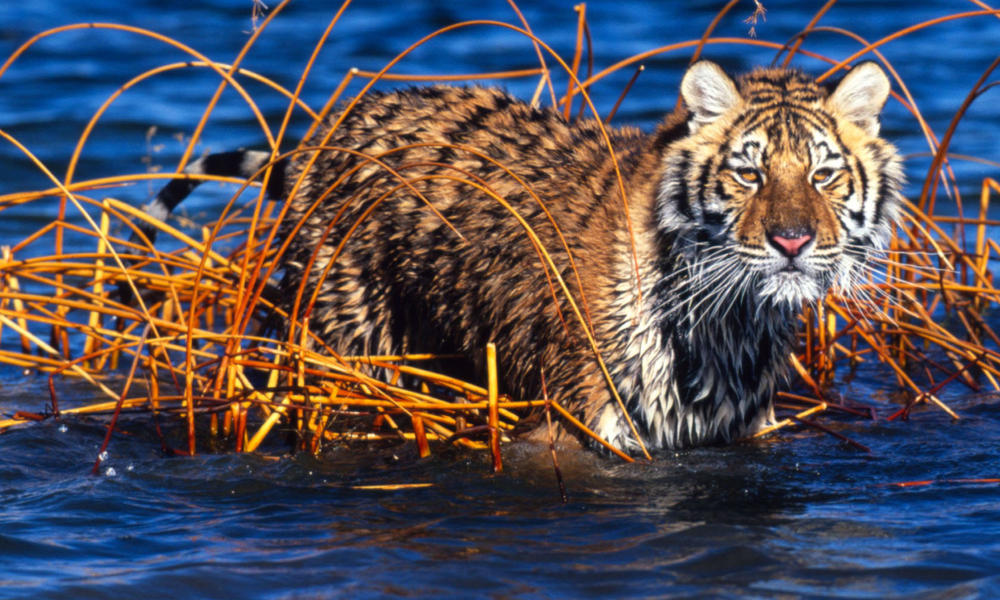 tiger in water
