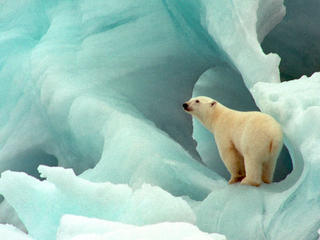 Polar bear in blue ice