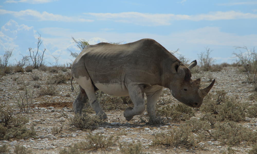 rhino walking