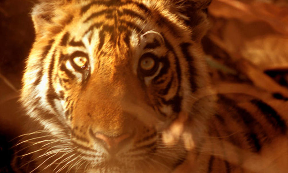 Indian tiger