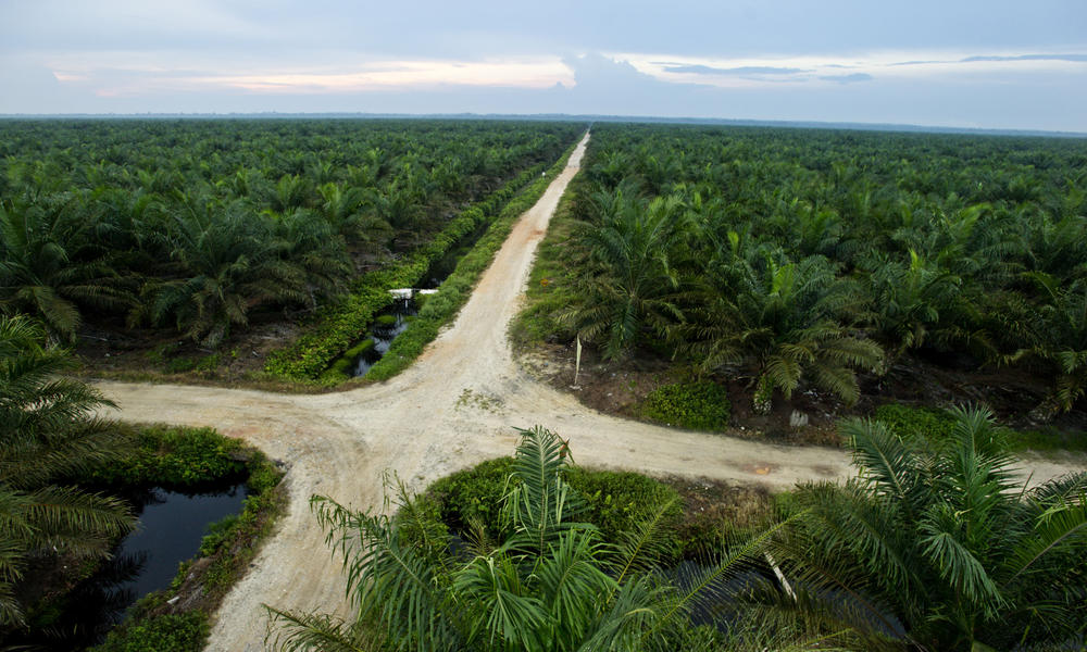 palm oil plantation