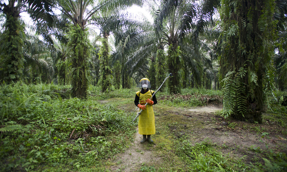 palm oil worker