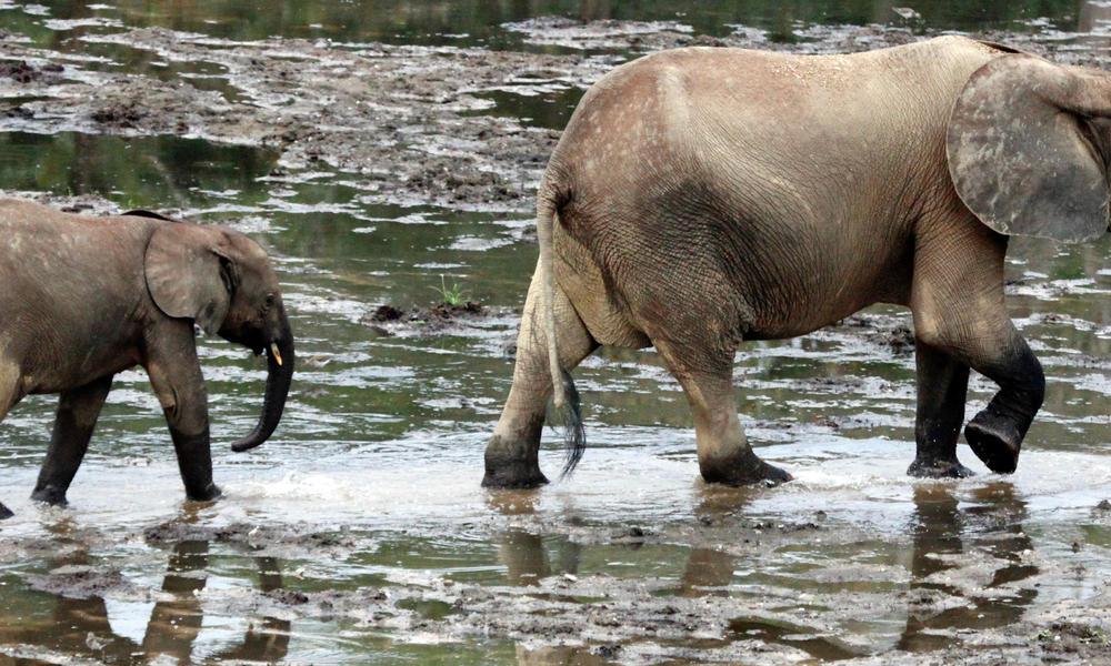 african elephants walking
