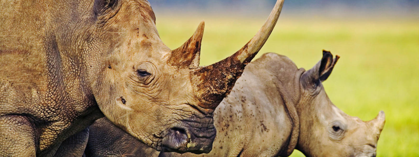 rhinos in Kenya