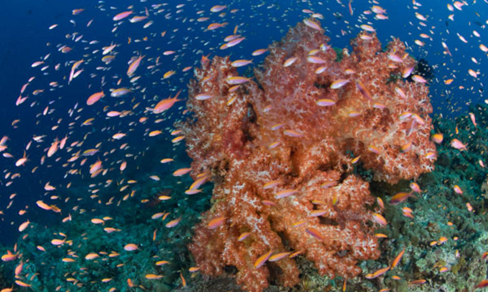 Soft coral